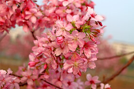 樱花