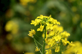 油菜花