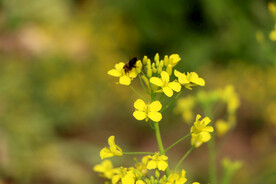 油菜花