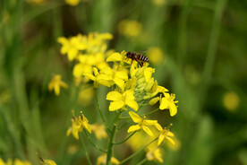 油菜花