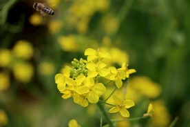 油菜花