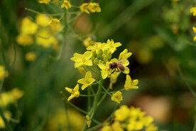 油菜花