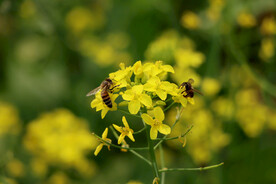 油菜花