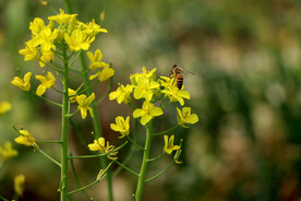 油菜花