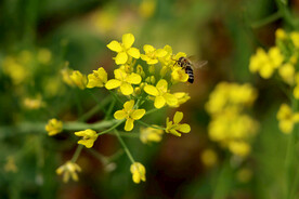 油菜花