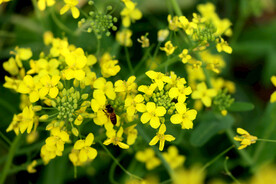 油菜花