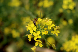 油菜花