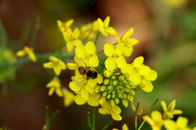 油菜花