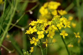 油菜花