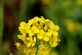 油菜花