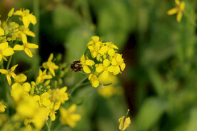 油菜花
