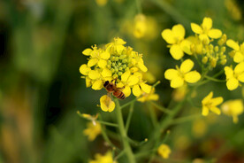 油菜花