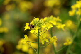 油菜花