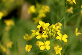 油菜花