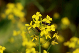 油菜花