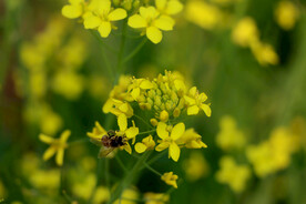 油菜花