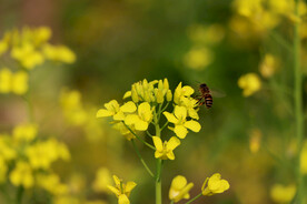 油菜花