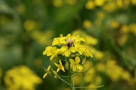 油菜花