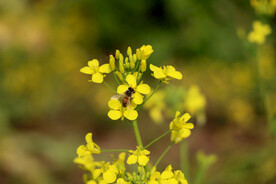 油菜花
