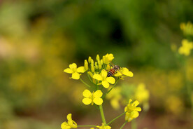 油菜花