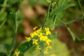 油菜花