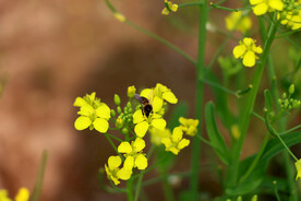油菜花