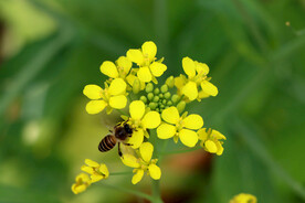 油菜花