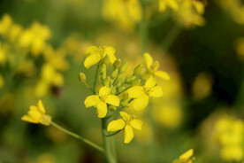 油菜花