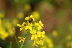 油菜花