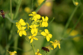 油菜花