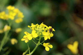 油菜花