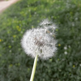 蒲公英