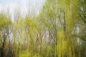 春天柳树嫩绿的枝条