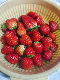 草莓
