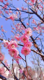 蓝天蜜蜂 