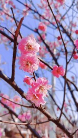 春日花朵