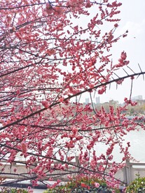 梅花树