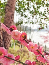 采密忙