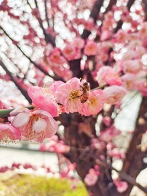 采蜜