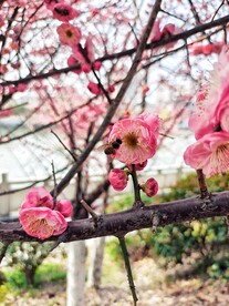 梅花蜜蜂