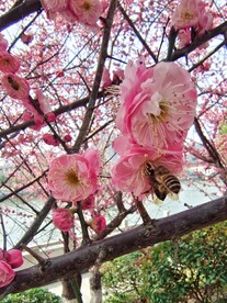 蜜蜂采蜜忙