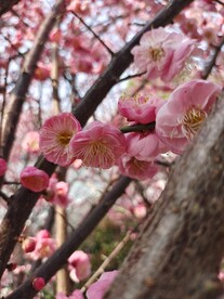 樱花开