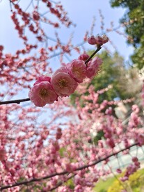 花枝
