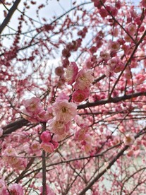 花开春天