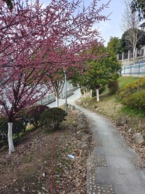 公园小道