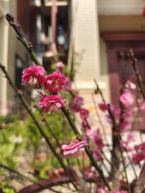 梅花盆栽