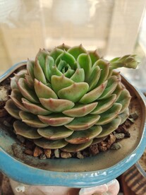 多肉