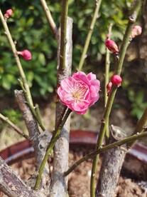 梅花