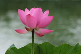 花 特写