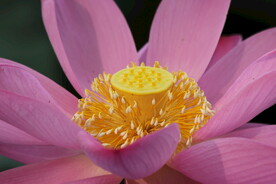 花朵特写
